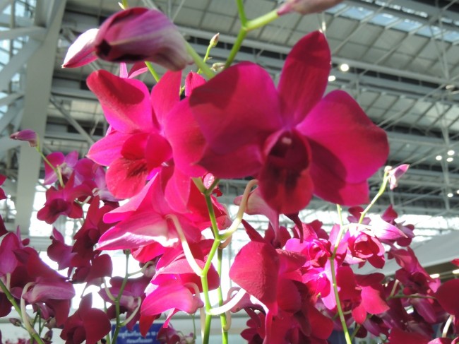 Orchids at Check-In Area