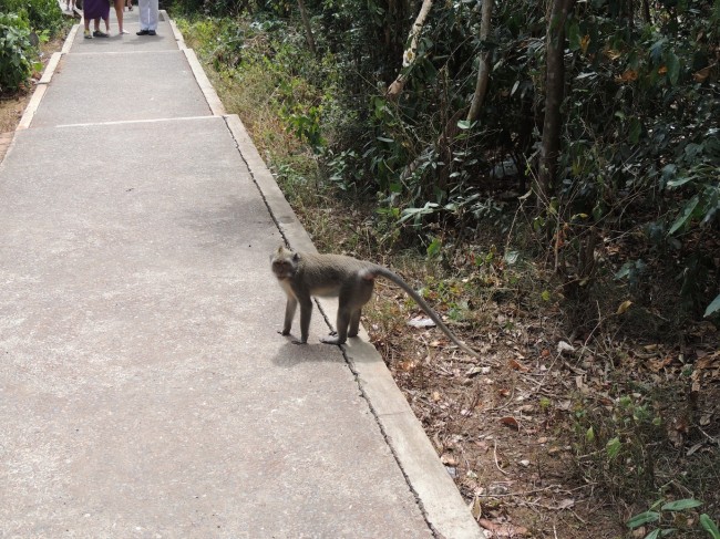 Monkeys on the Path