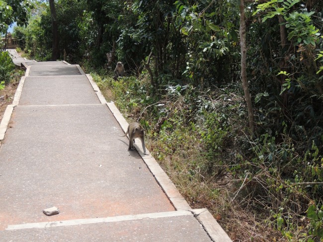 Monkeys on the Path