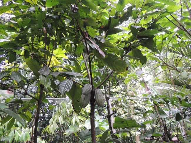 Cocoa Beans in Spice Garden