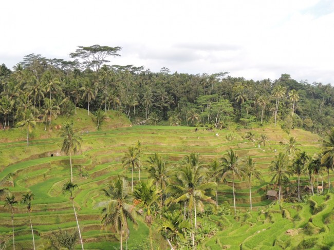 Tegallalang Rice Terrace