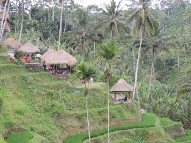 Tegallalang Rice Terrace