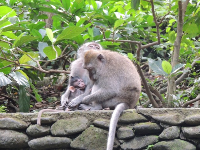 Monkey Forest