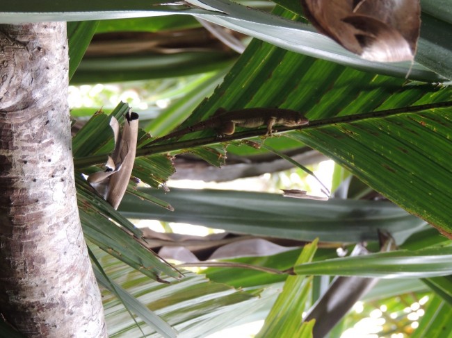 Vallée de Mai Nature Preserve