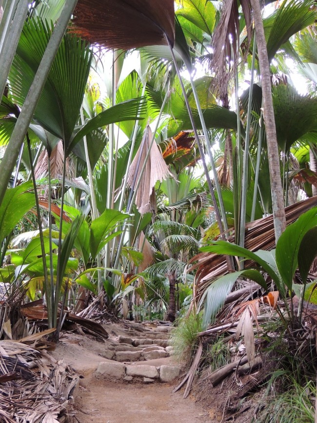 Vallée de Mai Nature Preserve