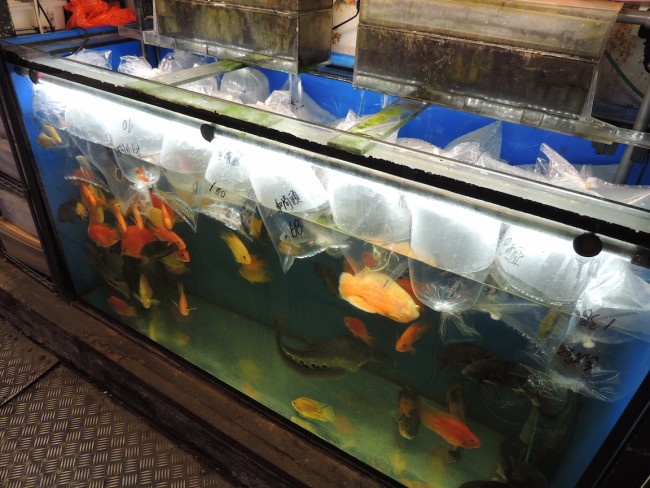 Hong Kong Goldfish Market